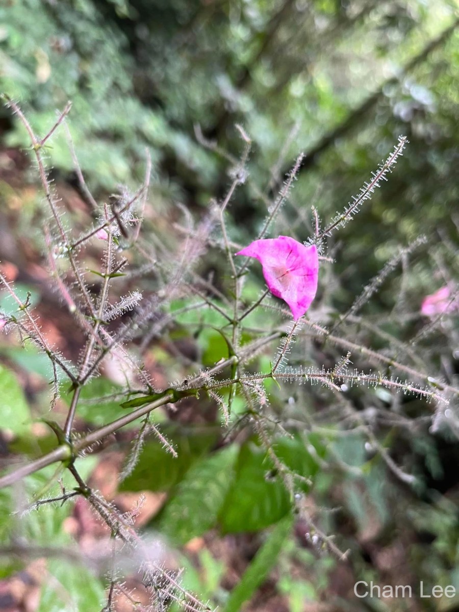 Strobilanthes habracanthoides J.R.I.Wood